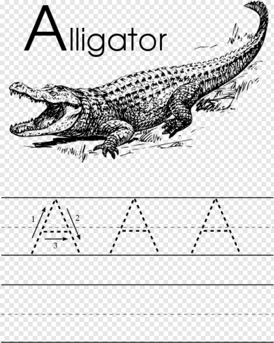 alligator # 667242