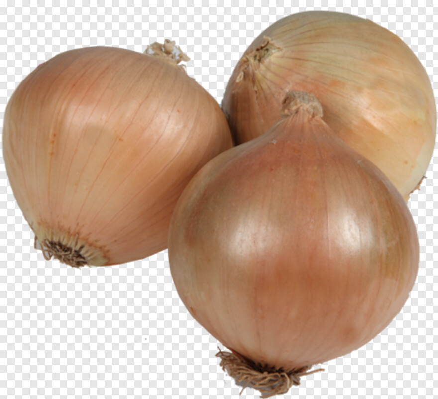 onion # 670288