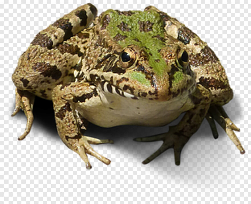 frog # 821160