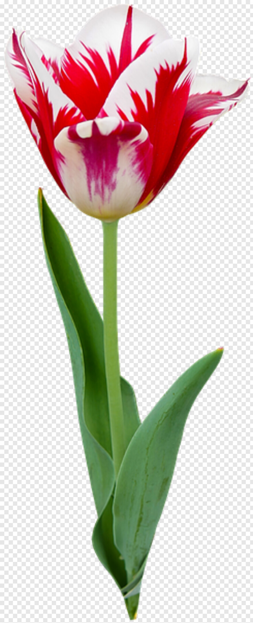 tulip # 824644