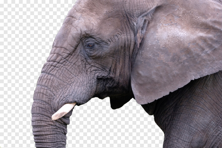 elephant # 868918