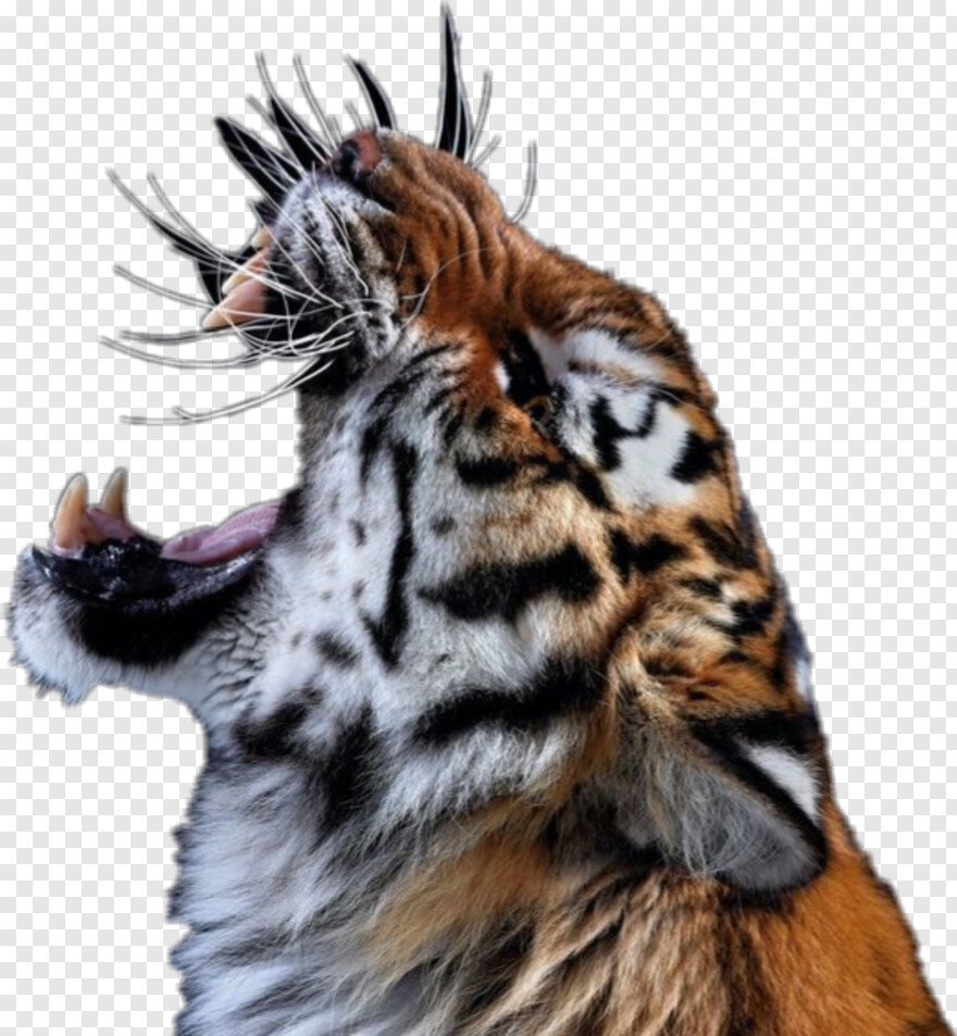tiger-paw # 1049624