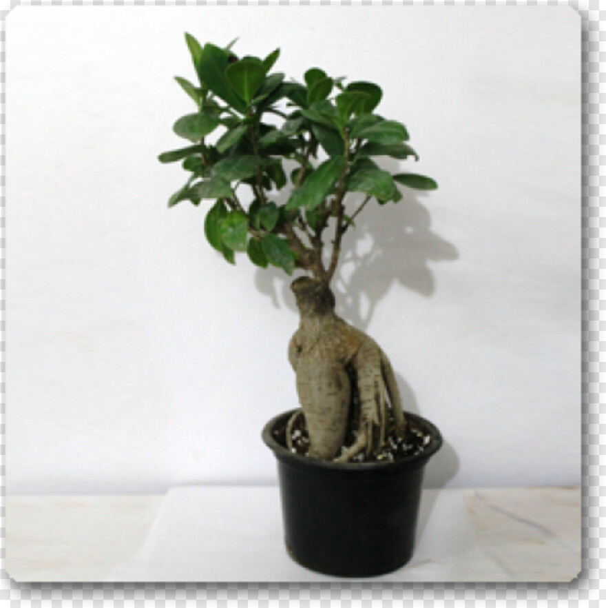bonsai-tree # 333088