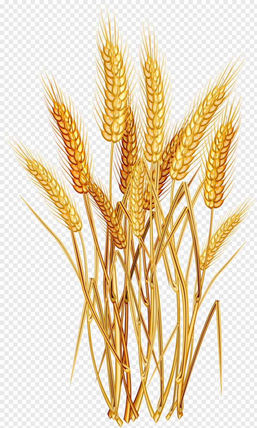 wheat # 772710