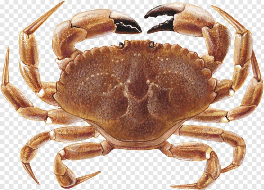 blue-crab # 948947