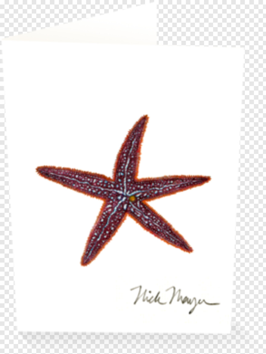 starfish # 612015