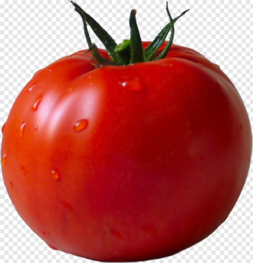 tomato # 601330