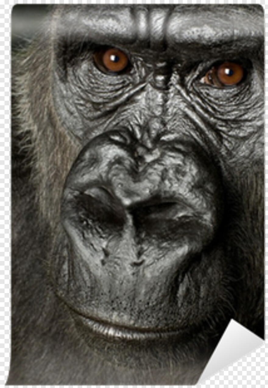 gorilla-face # 788468