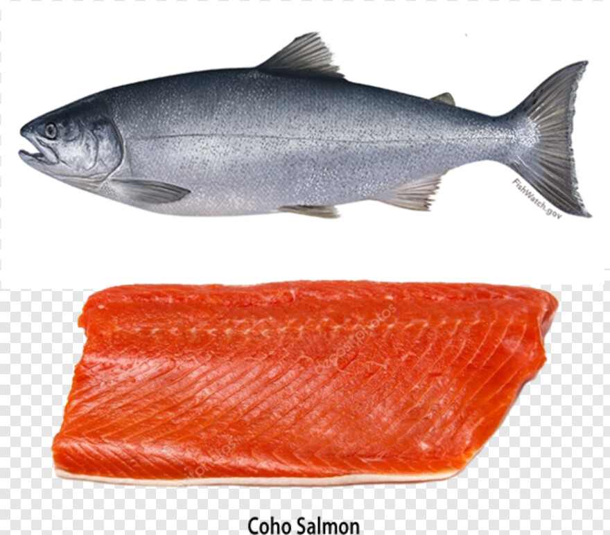 salmon # 629630