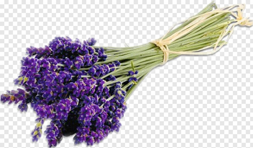 lavender # 844243