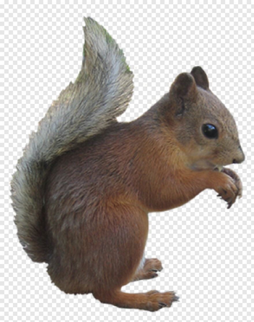 squirrel-clipart # 429981