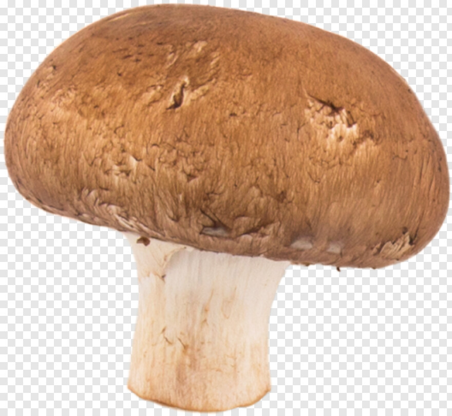 mushroom # 683436