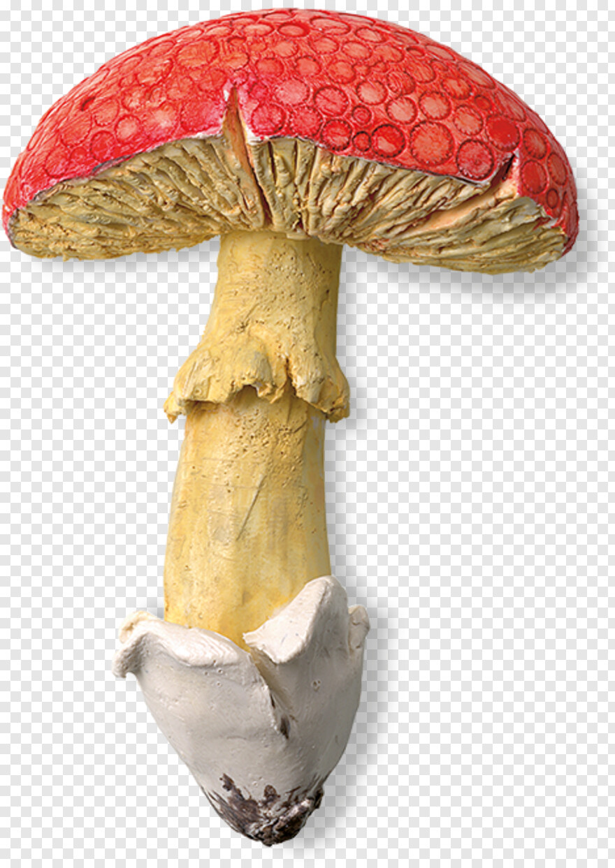 mushroom # 683434