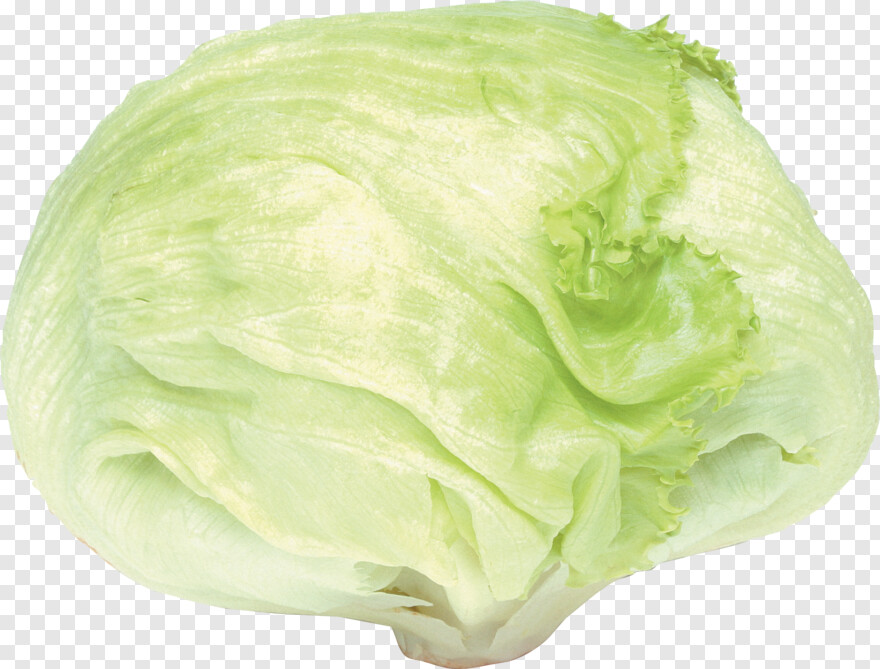 cabbage # 1090060