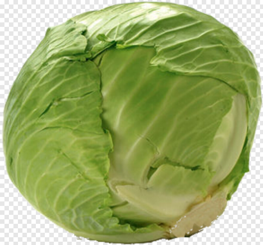 cabbage # 1089937