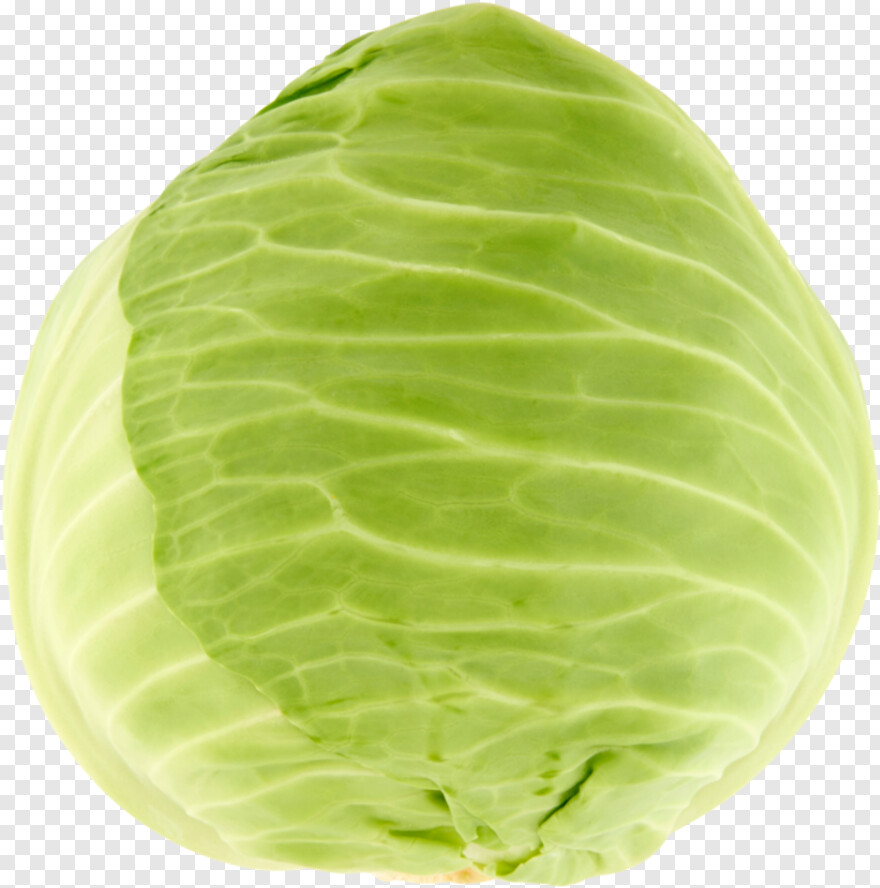 cabbage # 1089943