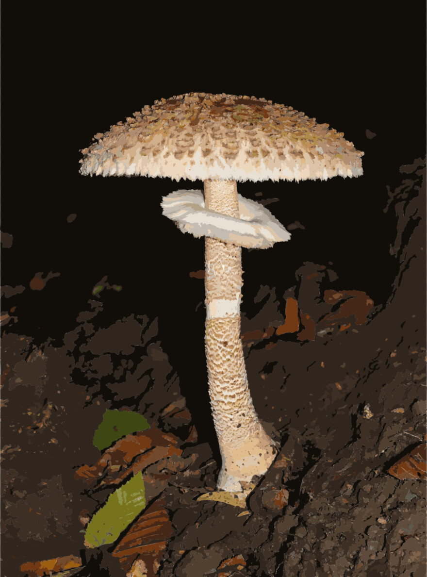 mushroom # 808650