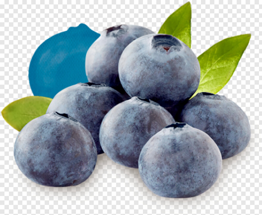 blueberry # 343725