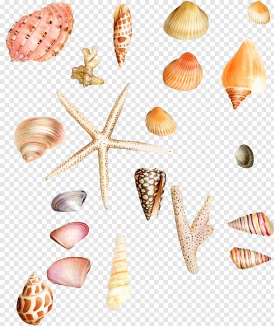 seashell # 625984