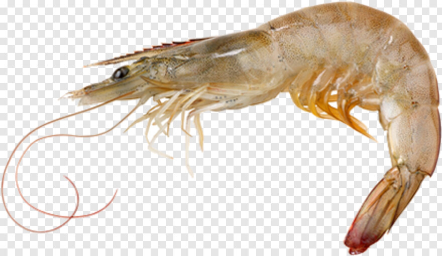 shrimp # 645150