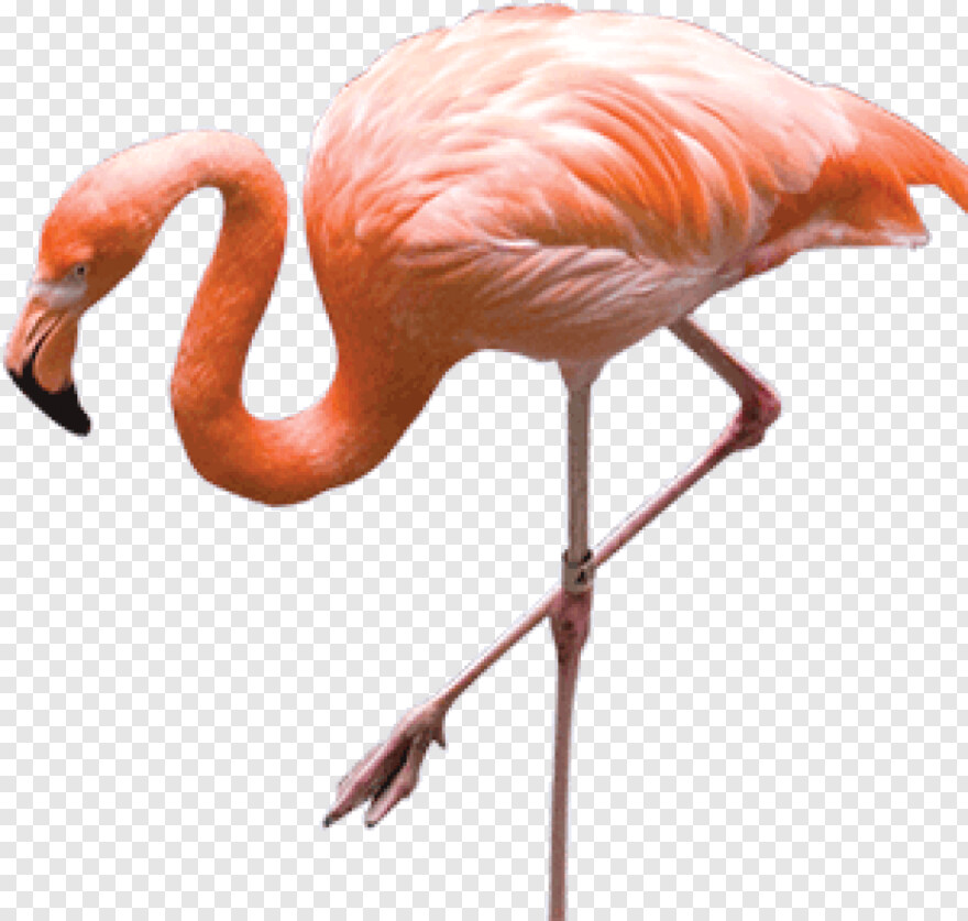flamingo # 828775