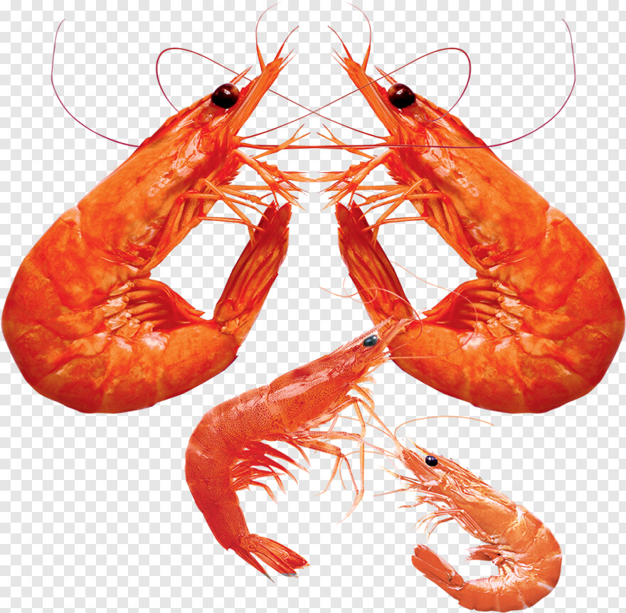 shrimp # 655730
