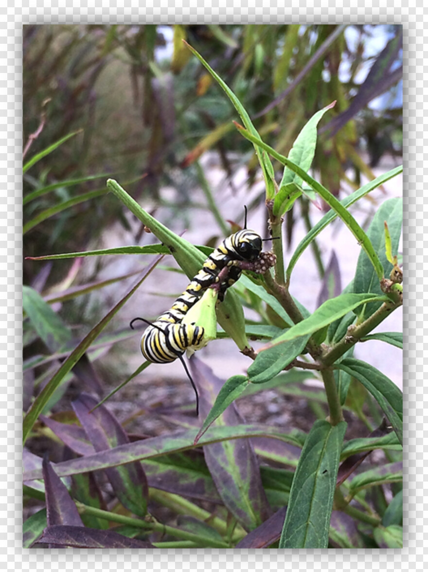 monarch-butterfly # 1094325