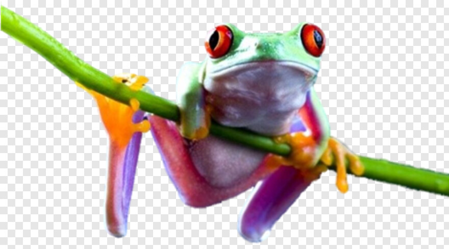 frog # 811037