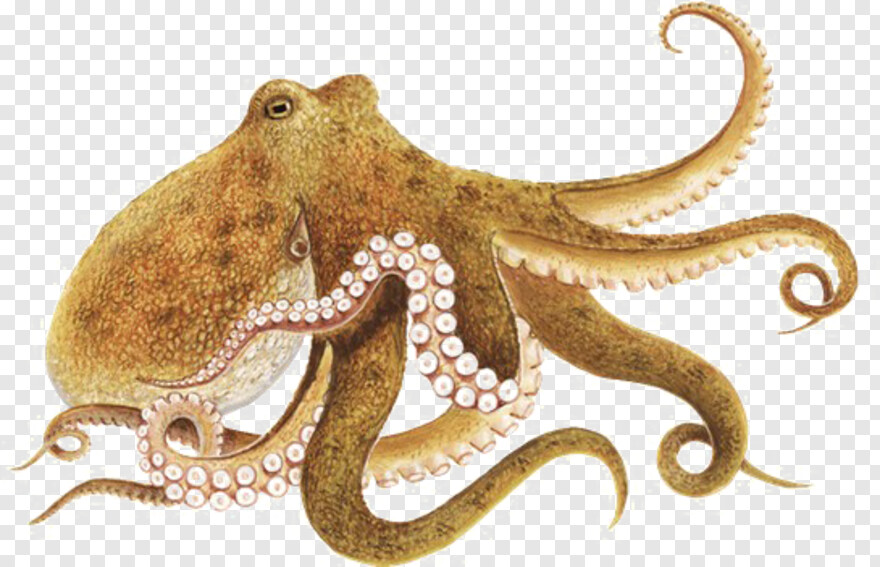 octopus # 671826