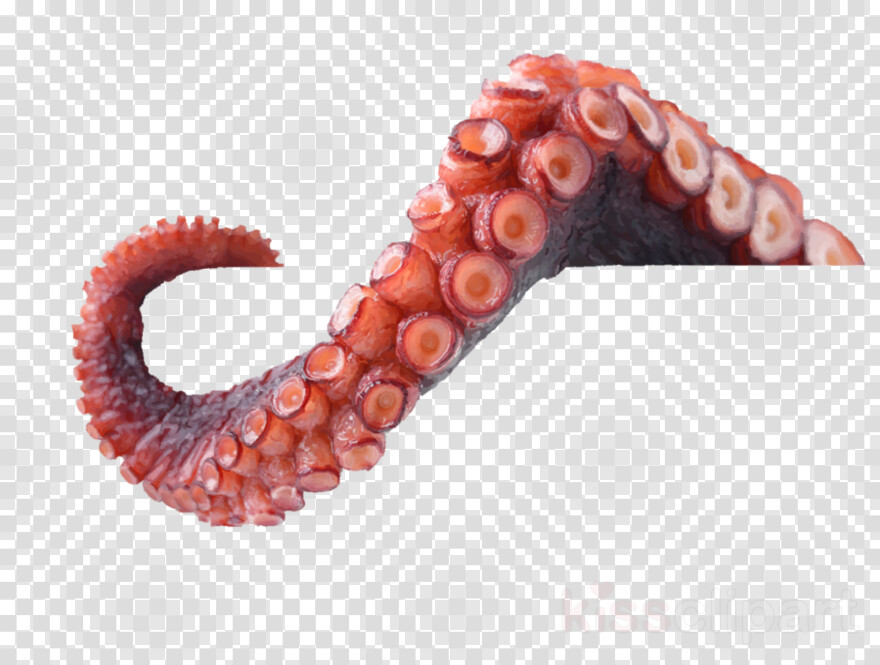 octopus # 671827