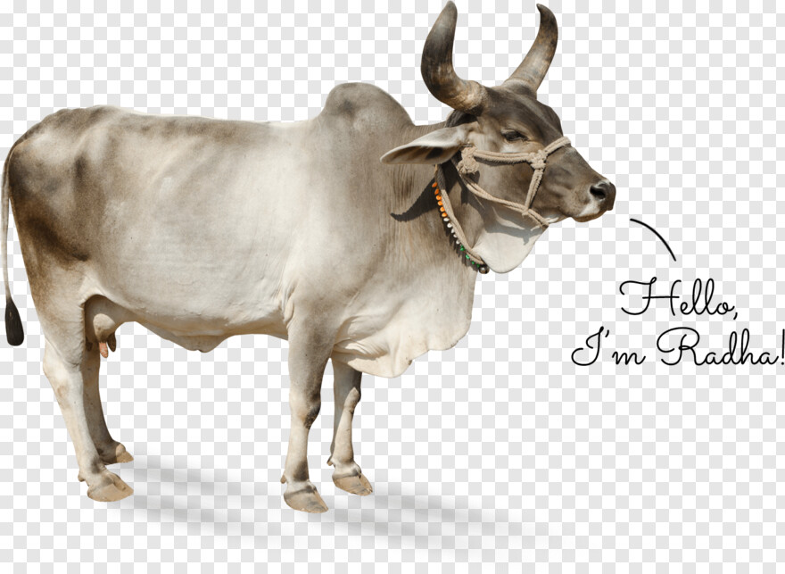 indian-cow # 949461