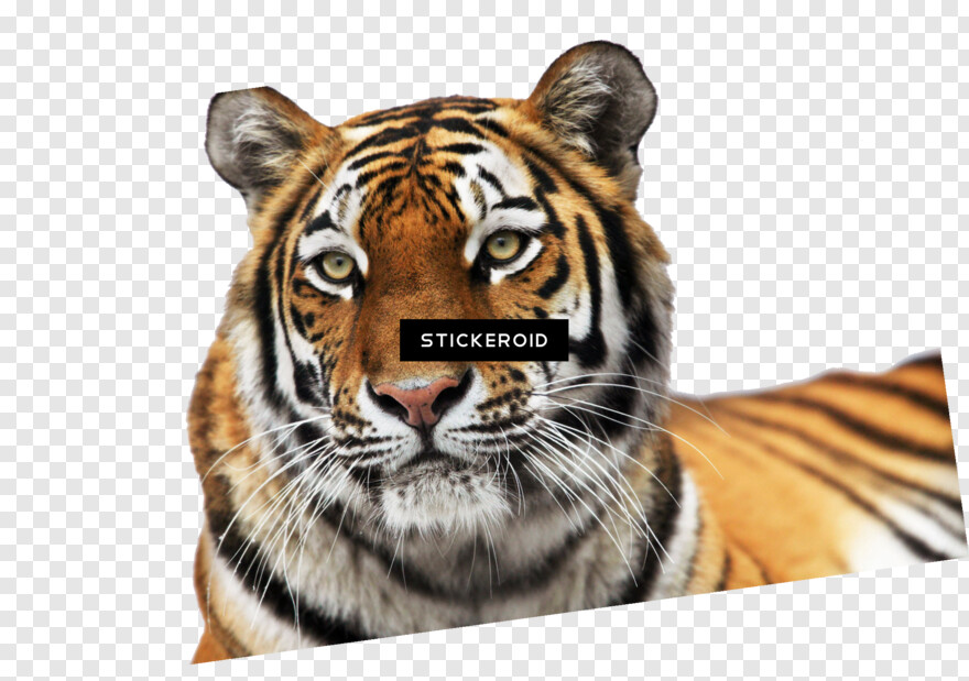 tiger # 675377