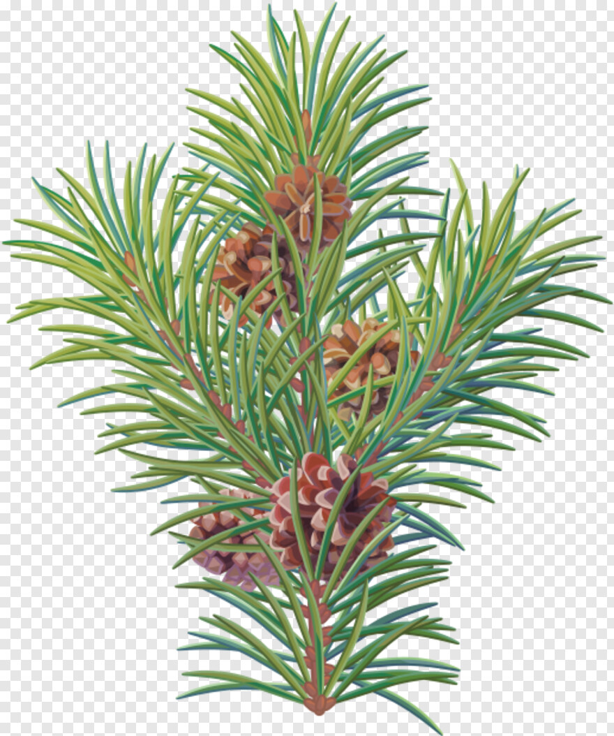 pine-branch # 315062