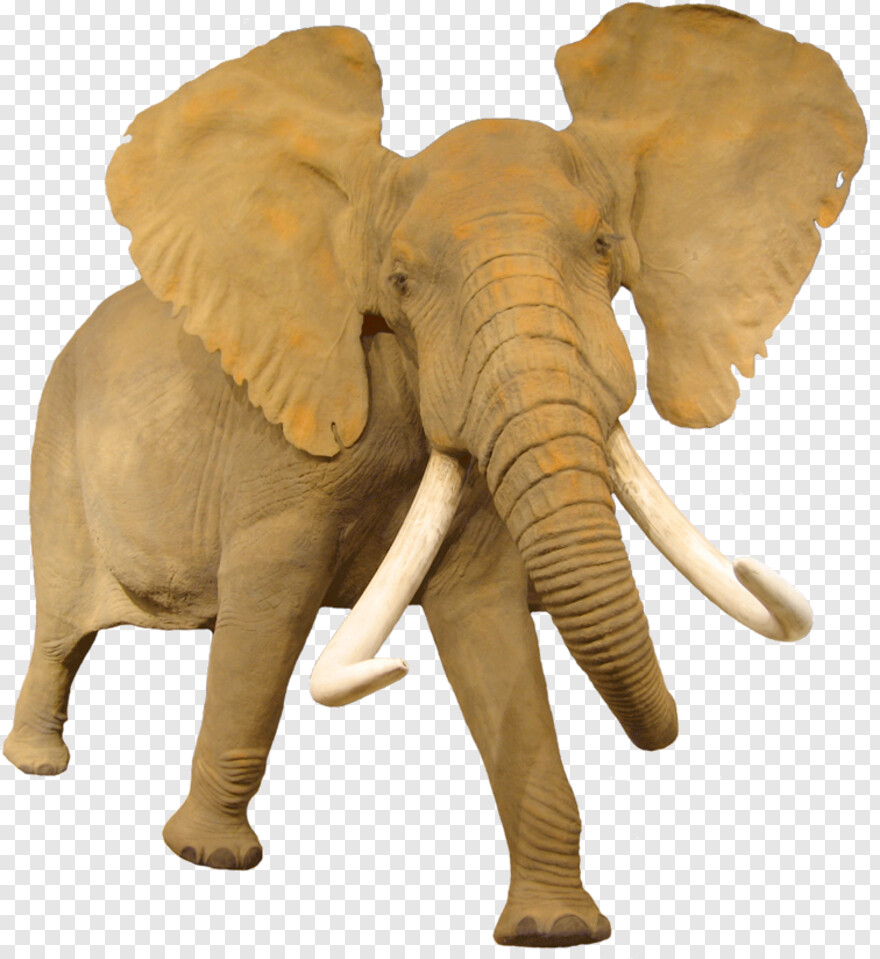 elephant # 558297