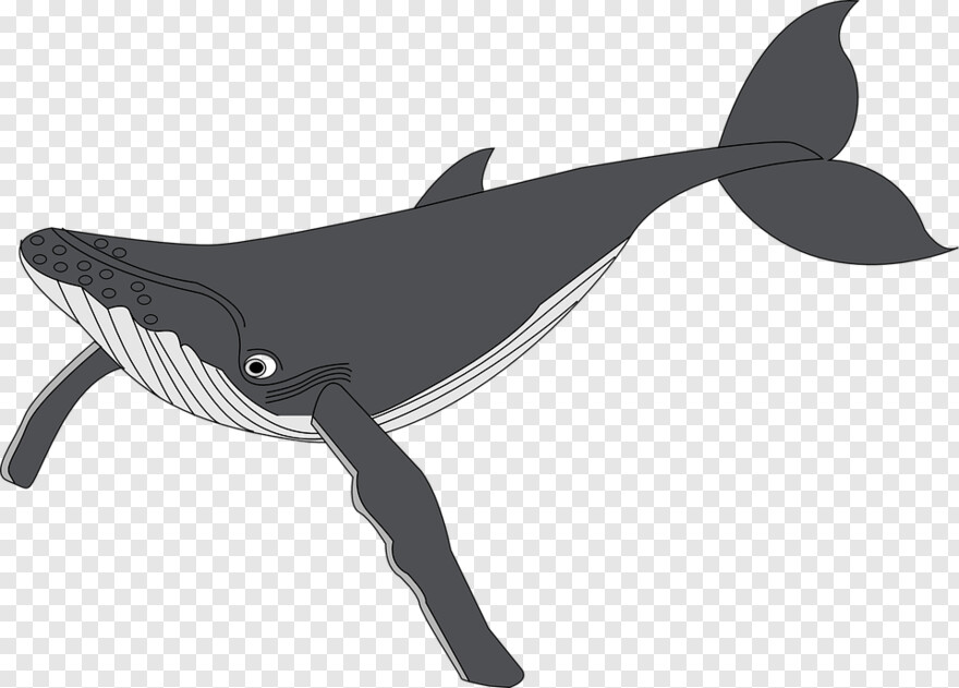 whale-shark # 590729