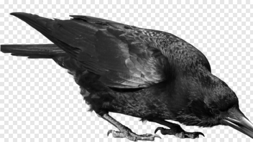 crow # 941080