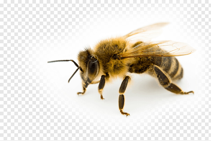 flying-bee # 381967