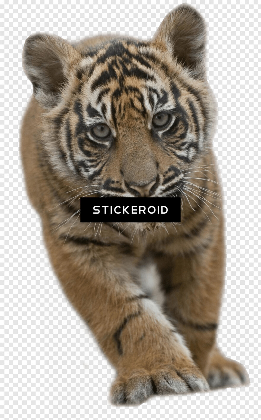 tiger # 434042