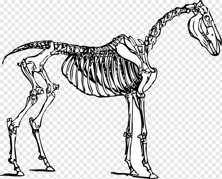 dinosaur-bones # 333483
