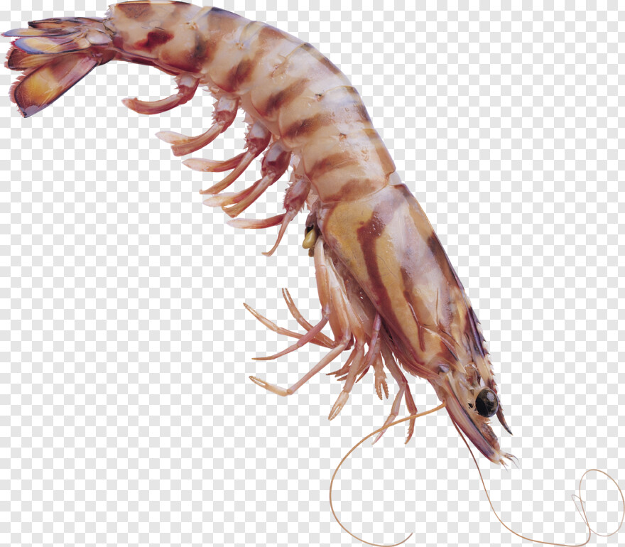 shrimp # 621786