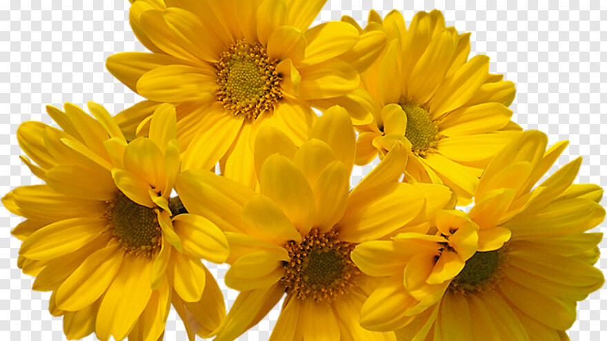 yellow-flowers # 559678