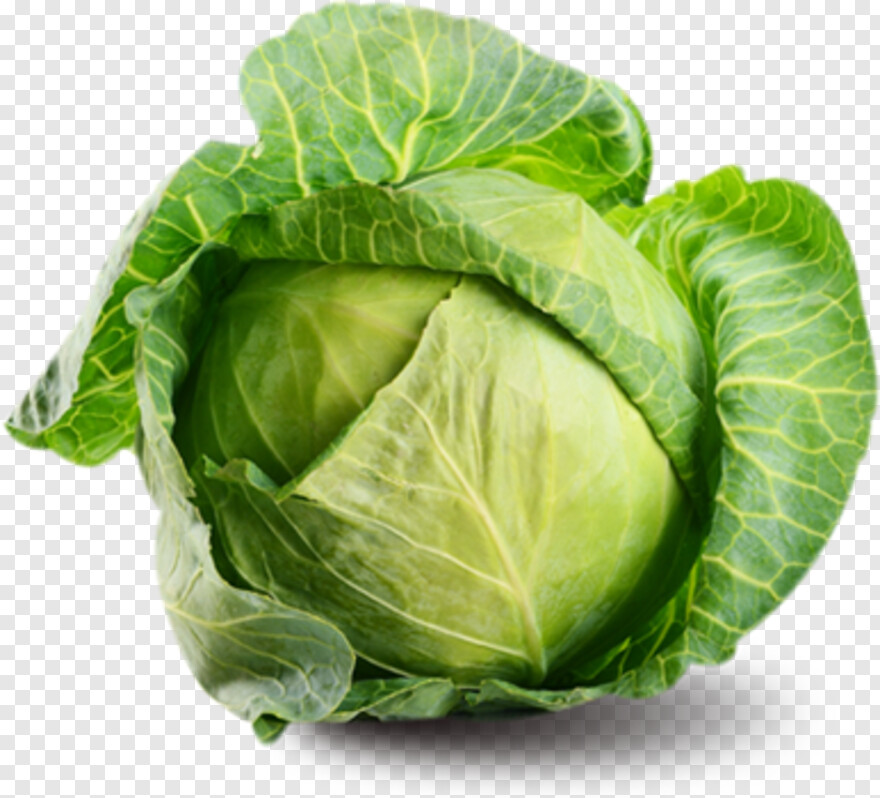 cabbage # 1089952