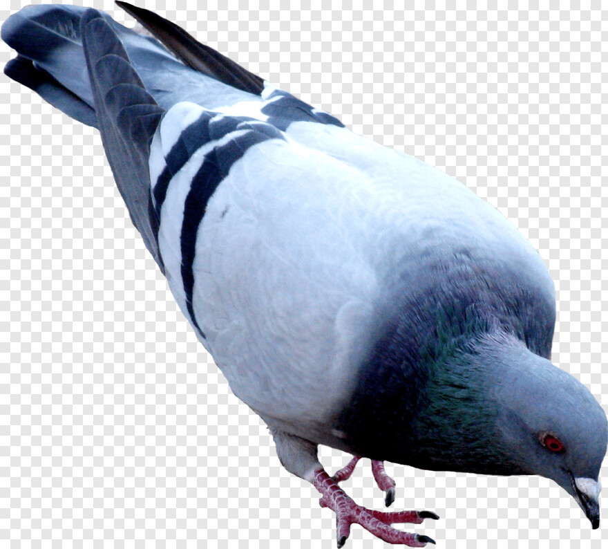 pigeon # 717975