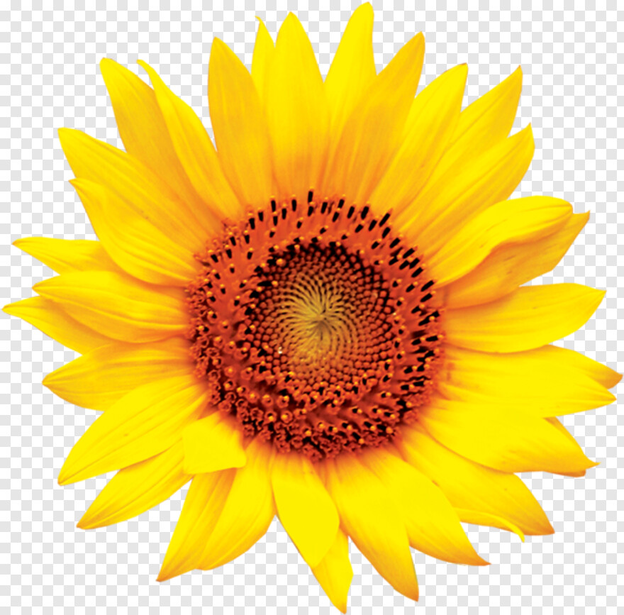 sunflower # 980283