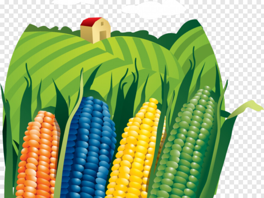 sweet-corn # 844228