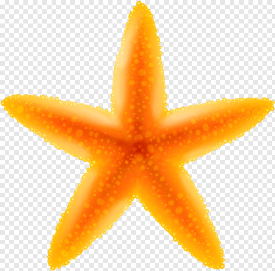 starfish # 612021