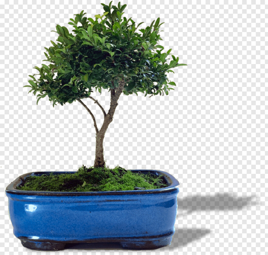 bonsai-tree # 360303