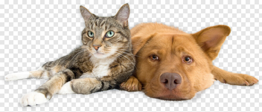 dog-and-cat # 502253