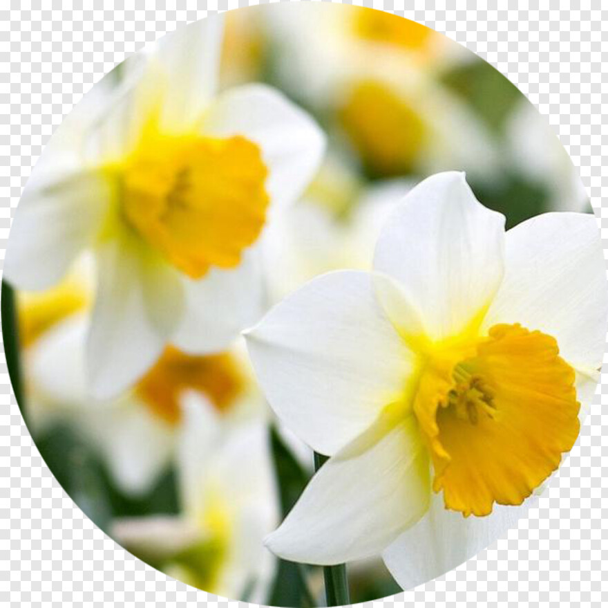 daffodil # 929848