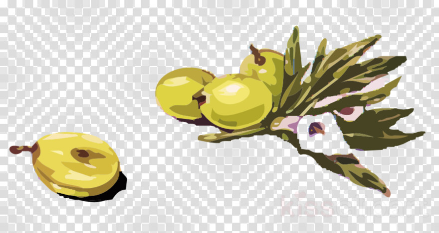 olive # 670844